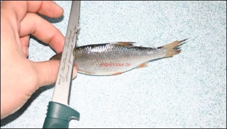 Köderfisch