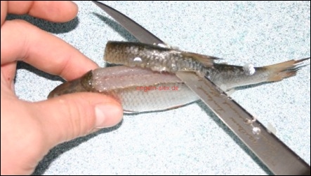 Rückenfleich am Köderfisch
