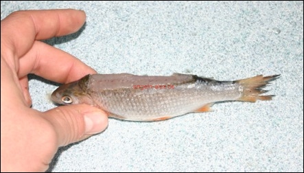 Köderfisch