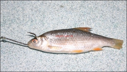 Köderfisch an Einzelhaken anködern