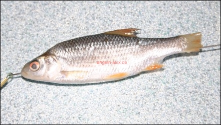 Köderfisch