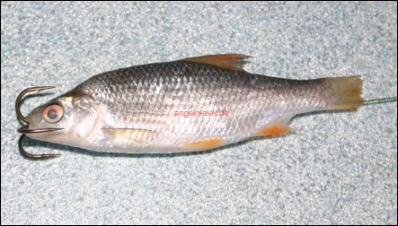 Köderfisch Anköderung
