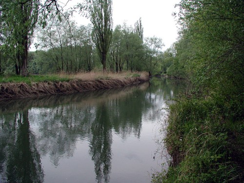 Der Altenrhein bei Höchst