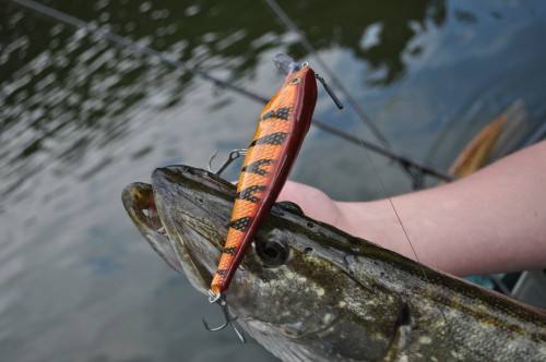 Köder zum Spinnfischen auf Hecht