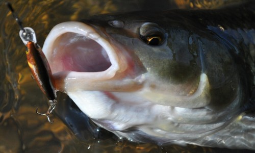 Spinnfischen