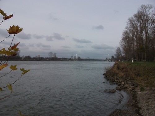Rapfen am Rhein