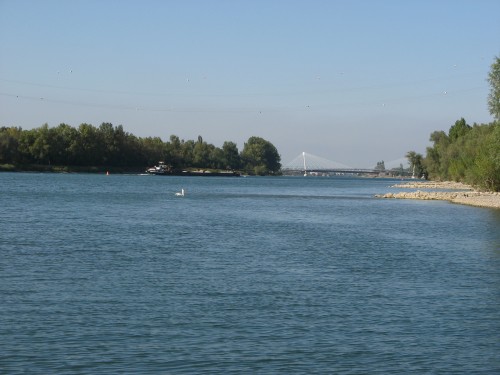 Buhnen zum Rapfenangeln