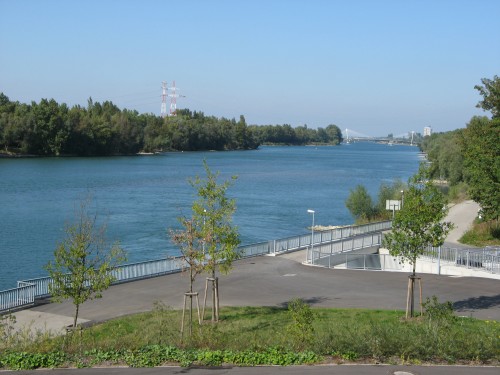 Rapfen am Rhein