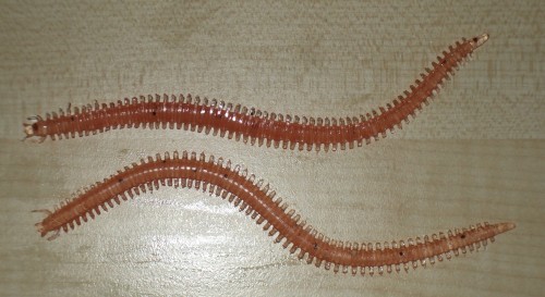 Köder Kunstwurm