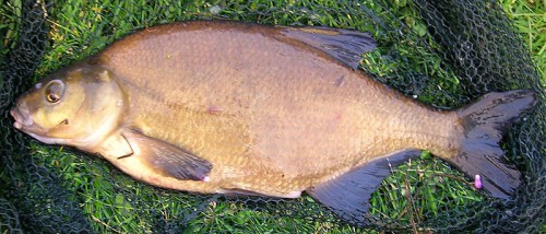 Gefangene Brachse