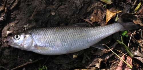 Die Barbe - Fisch