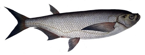 Lau